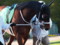 [20120105][競馬][京都競馬場][京都競馬場20120105]