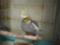 [20120129][オカメインコ]P1290013.JPG