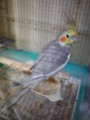 [20120129][オカメインコ]P1290016.JPG