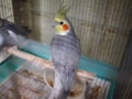 [20120129][オカメインコ]P1290017.JPG