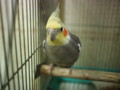 [20120129][オカメインコ]P1290020.JPG