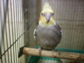 [20120129][オカメインコ]P1290021.JPG