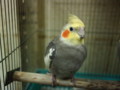 [20120129][オカメインコ]P1290024.JPG