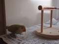 [コザクラインコ]P5100004.JPG