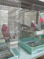 [オカメインコ][コザクラインコ]1337494219506.jpg