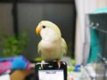 [コザクラインコ]P6030002.JPG