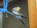 [オカメインコ]P3190003.JPG