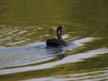 [大阪][山田池公園]P5030073.JPG