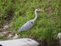 [大阪][山田池公園]P5030089.JPG