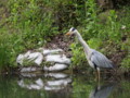 [大阪][山田池公園]P5030092.JPG