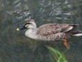 [大阪][山田池公園]P5030145.JPG