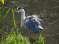 [大阪][山田池公園]P5130034.JPG