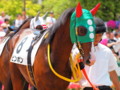 [20130526][競馬][京都競馬場][京都競馬場20130526]P5260055.JPG