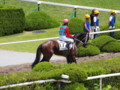 [20130526][競馬][京都競馬場][京都競馬場20130526]P5260122.JPG