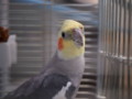 [オカメインコ]P7210002.JPG