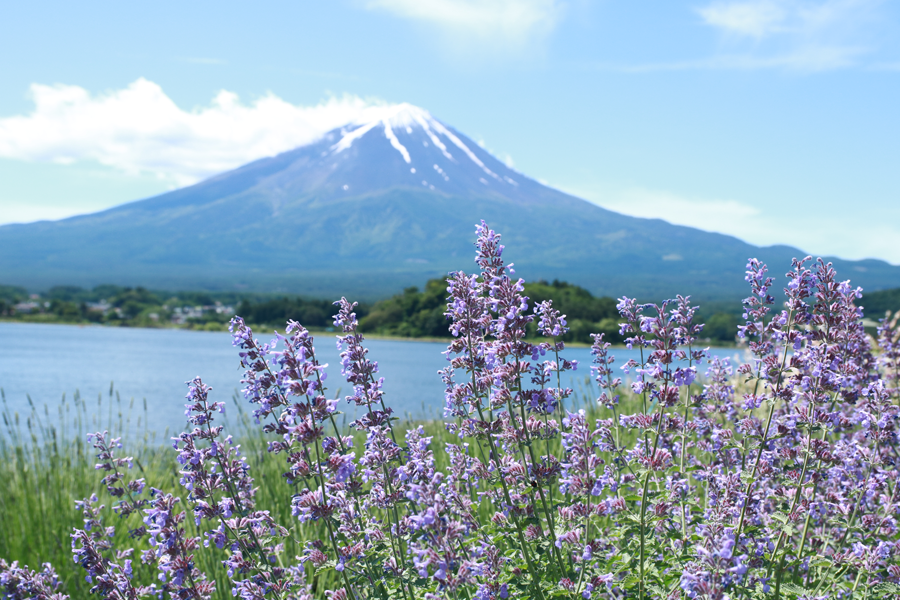 f:id:popoponzu:20201027160306p:plain f:id:popoponzu:20201027160306p:plain