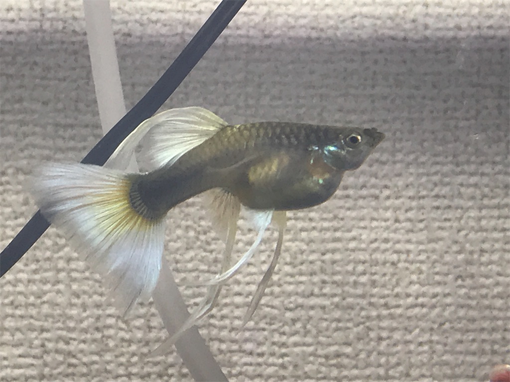 f:id:popopoppun:20180524235921j:image