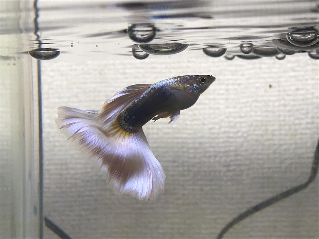 f:id:popopoppun:20180525001402j:image