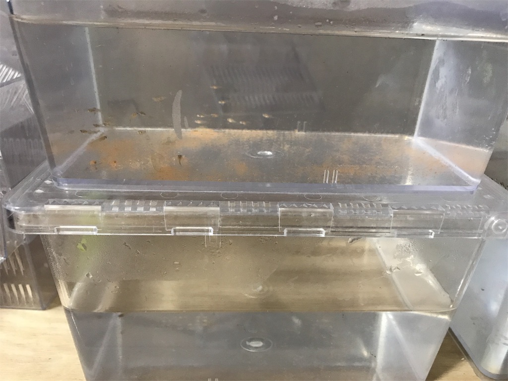 f:id:popopoppun:20180525002006j:image