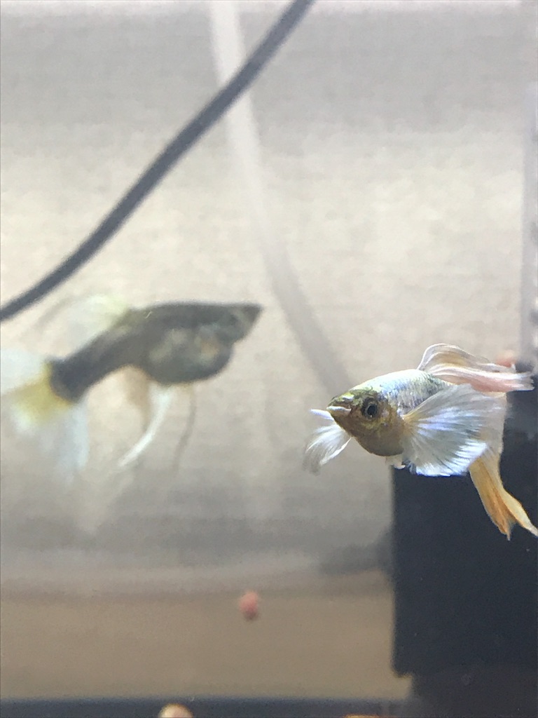 f:id:popopoppun:20180525010010j:image