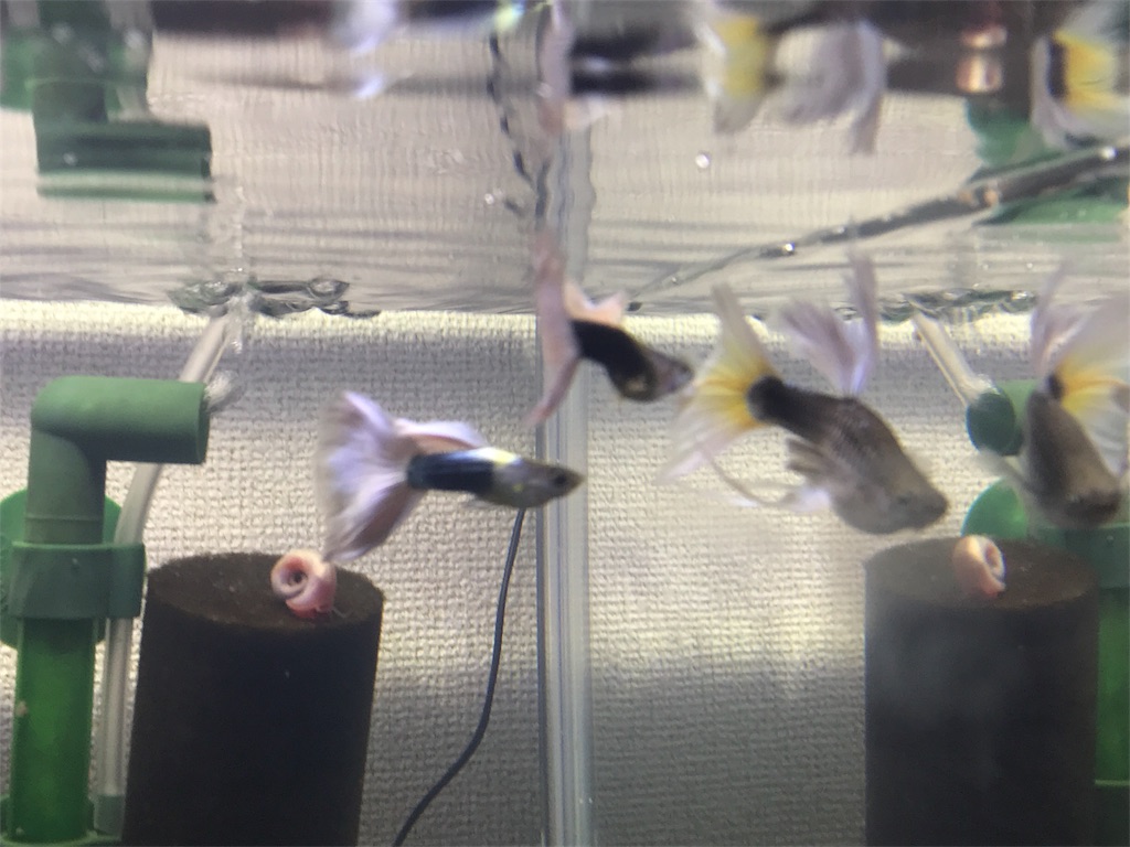 f:id:popopoppun:20180529160614j:image