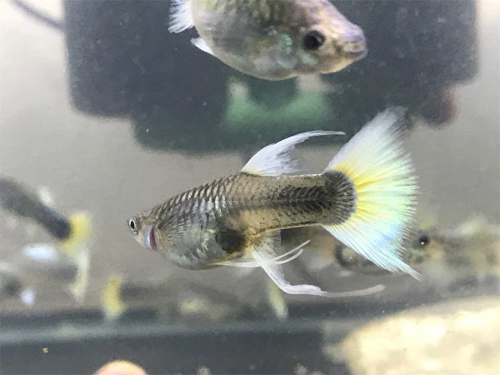 f:id:popopoppun:20180529160802j:image