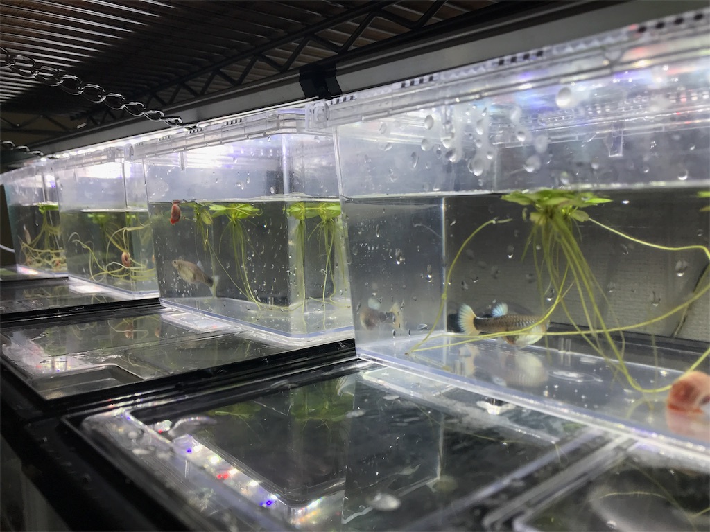 f:id:popopoppun:20180531183745j:image