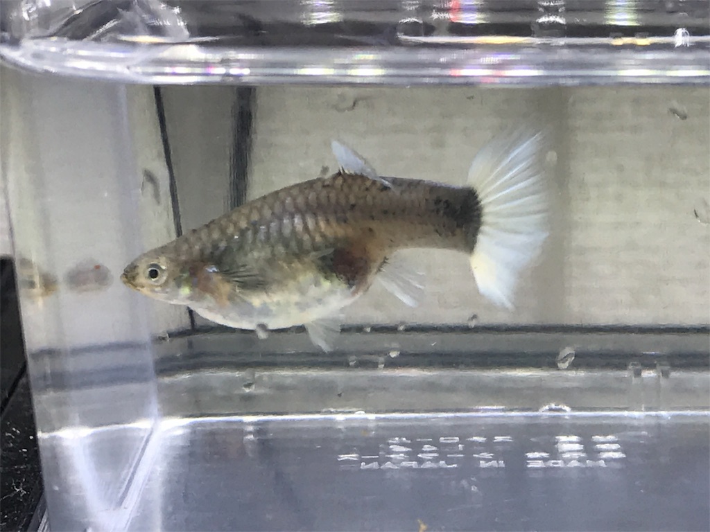 f:id:popopoppun:20180531184921j:image