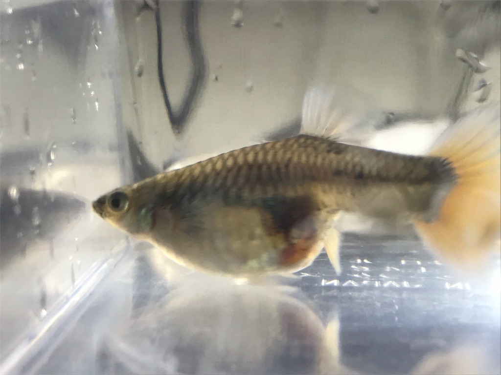 f:id:popopoppun:20180531184929j:image