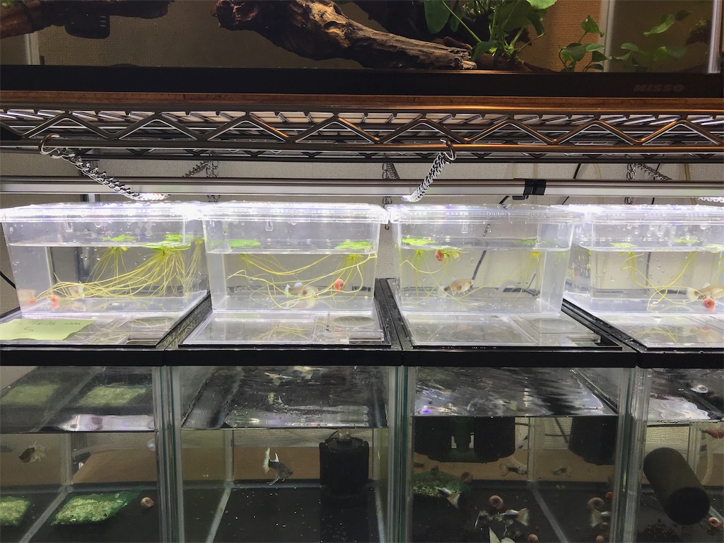 f:id:popopoppun:20180531185240j:image