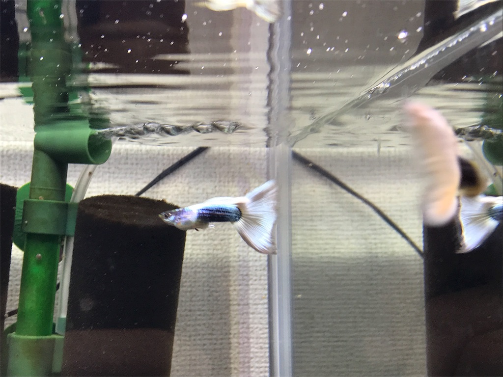 f:id:popopoppun:20180610182514j:image