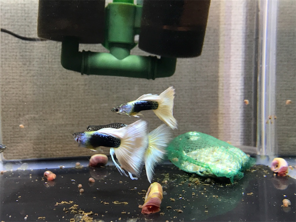 f:id:popopoppun:20180610182539j:image