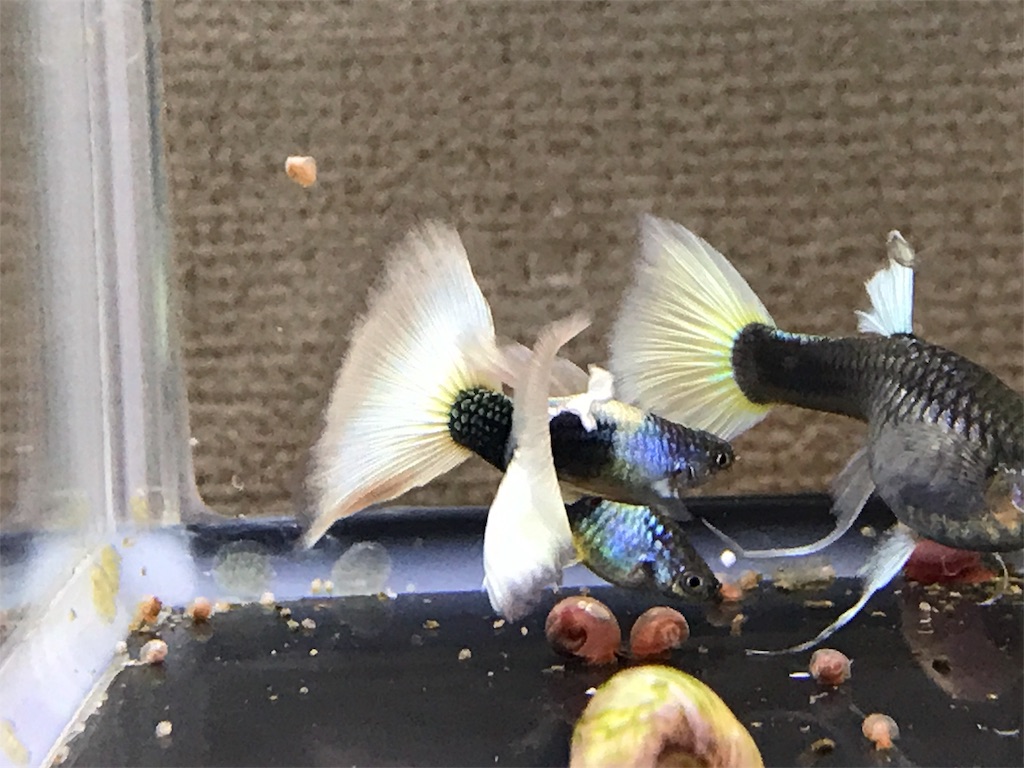 f:id:popopoppun:20180610182543j:image