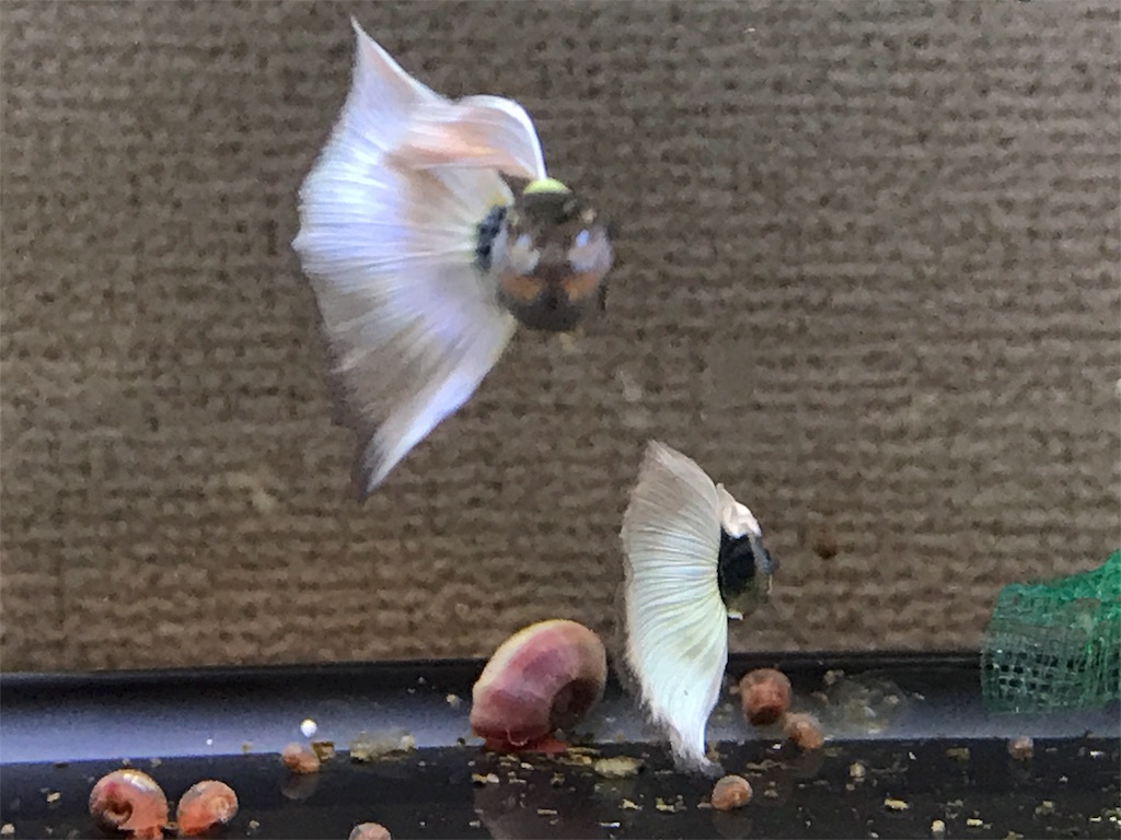 f:id:popopoppun:20180610182556j:image