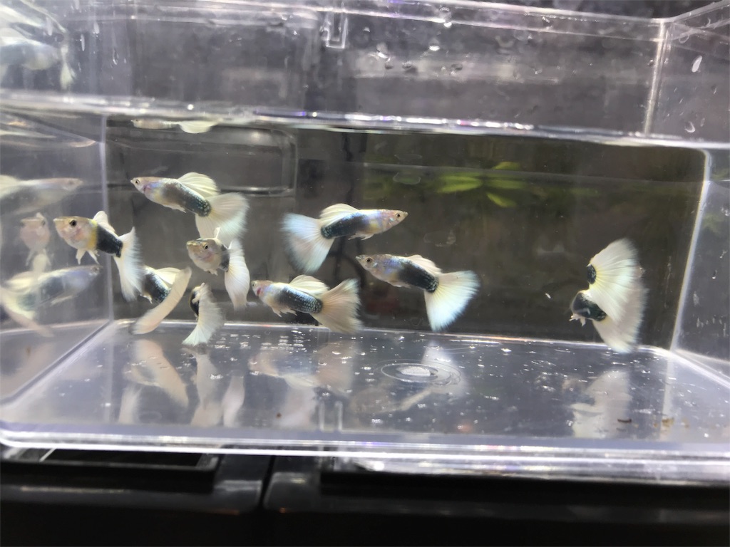 f:id:popopoppun:20180611221645j:image