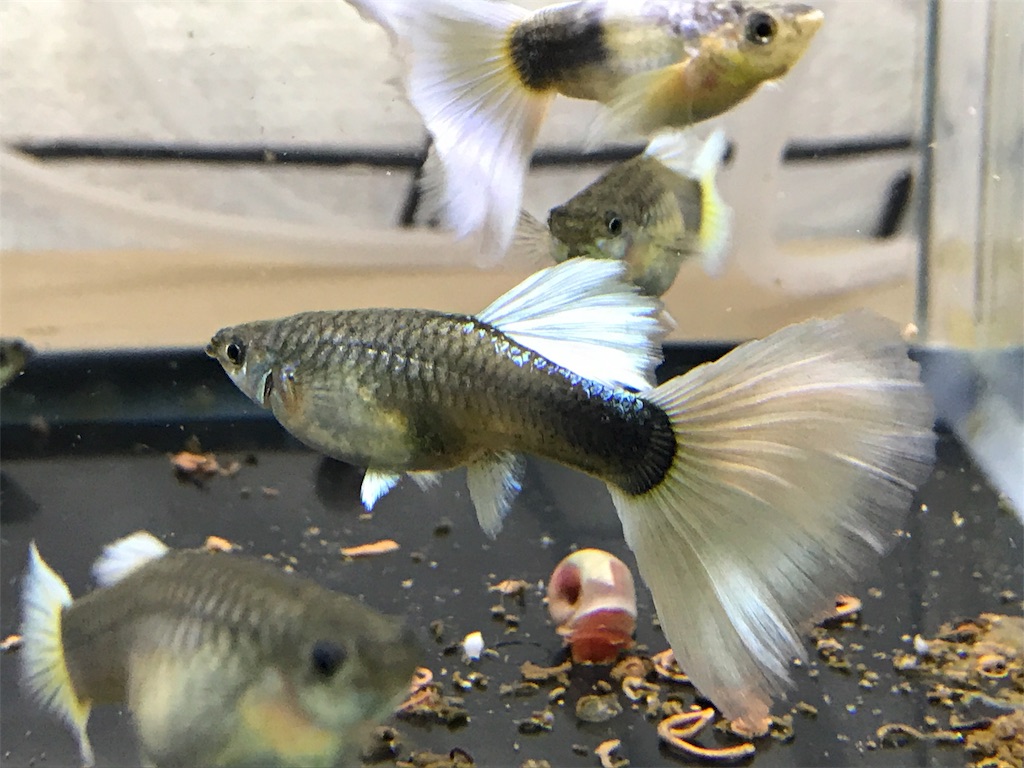 f:id:popopoppun:20180612114124j:image