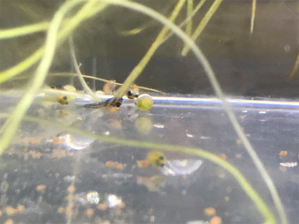 f:id:popopoppun:20180612114129j:image