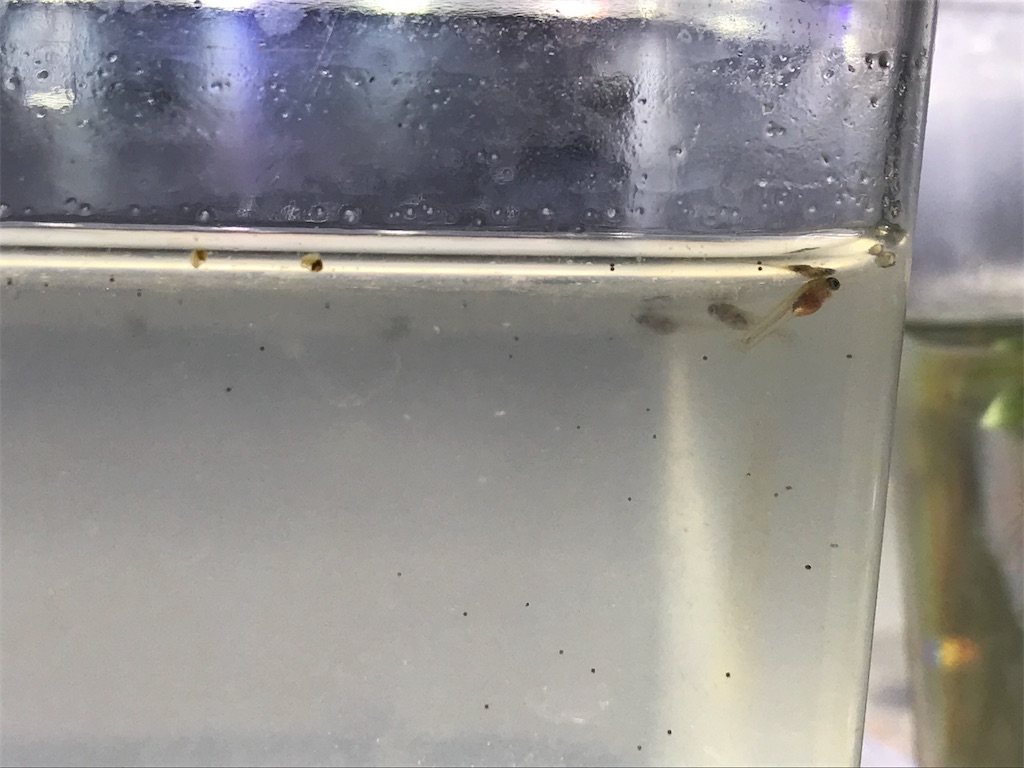 f:id:popopoppun:20180612114434j:image