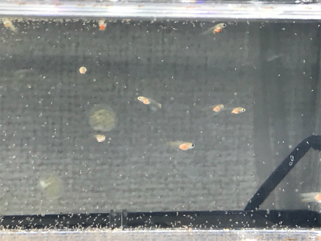 f:id:popopoppun:20180612114958j:image