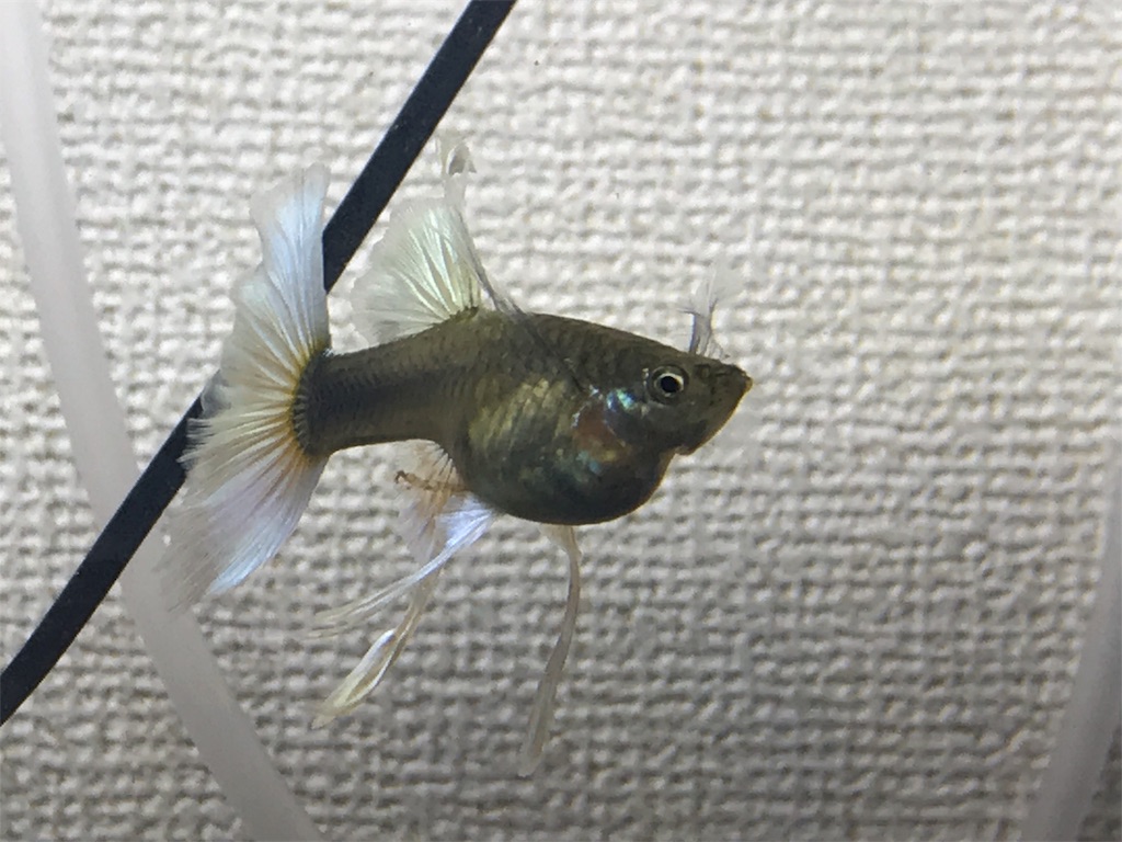 f:id:popopoppun:20180612115349j:image