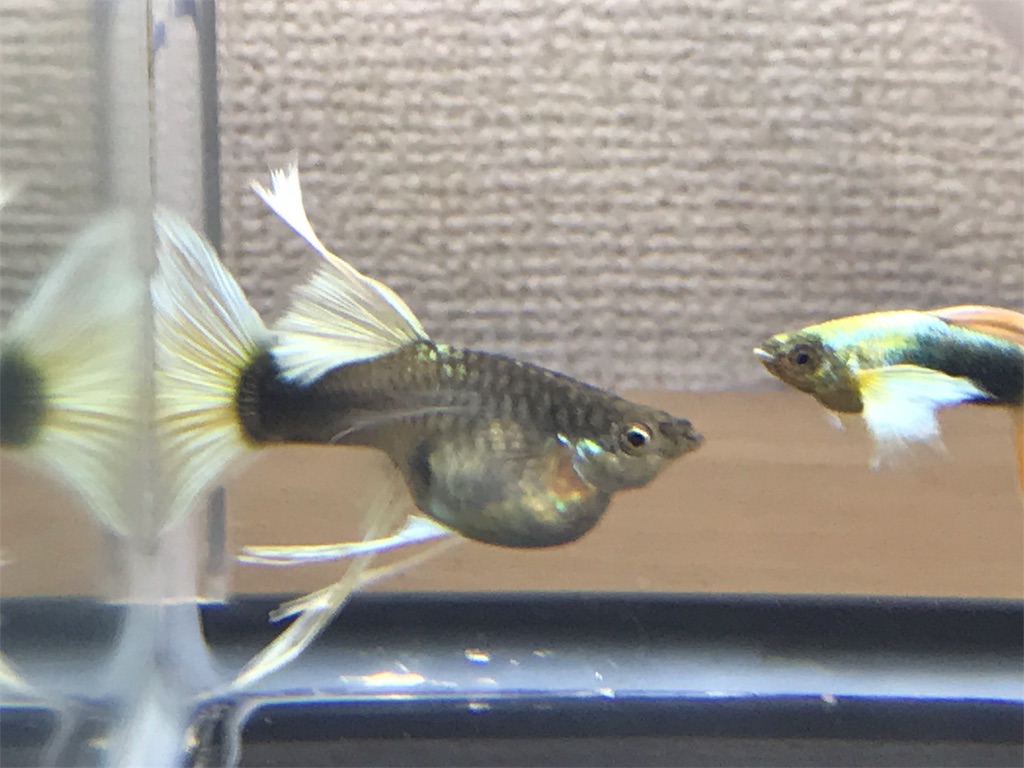 f:id:popopoppun:20180614202250j:image