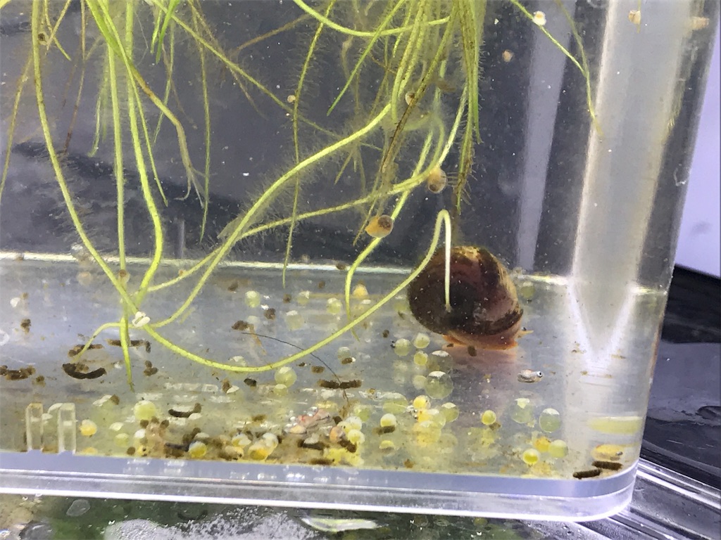 f:id:popopoppun:20180614202649j:image