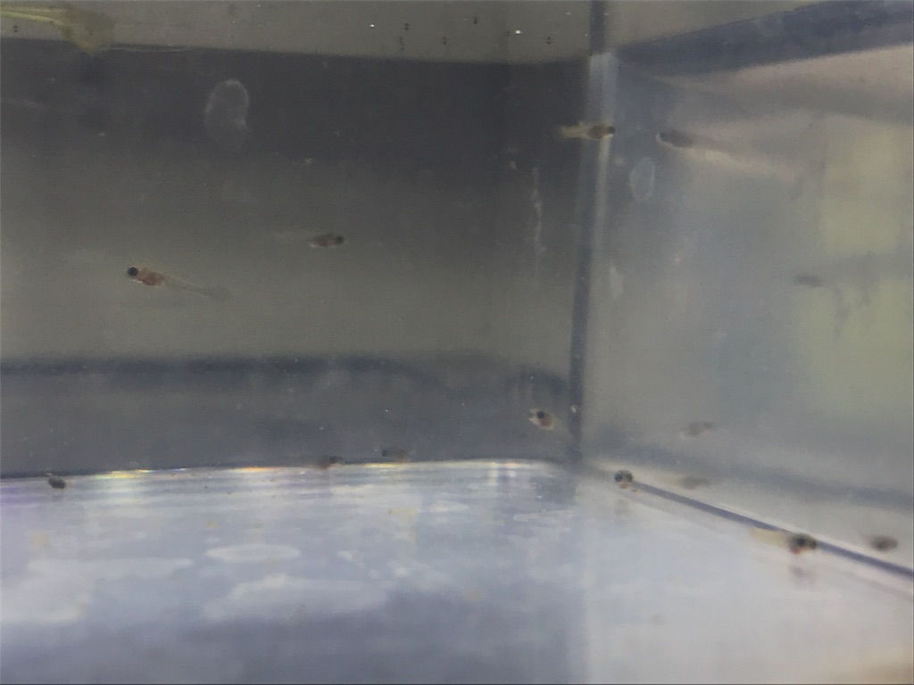 f:id:popopoppun:20180614202656j:image