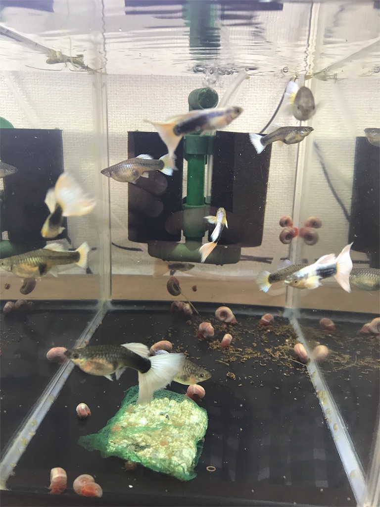 f:id:popopoppun:20180614203237j:image