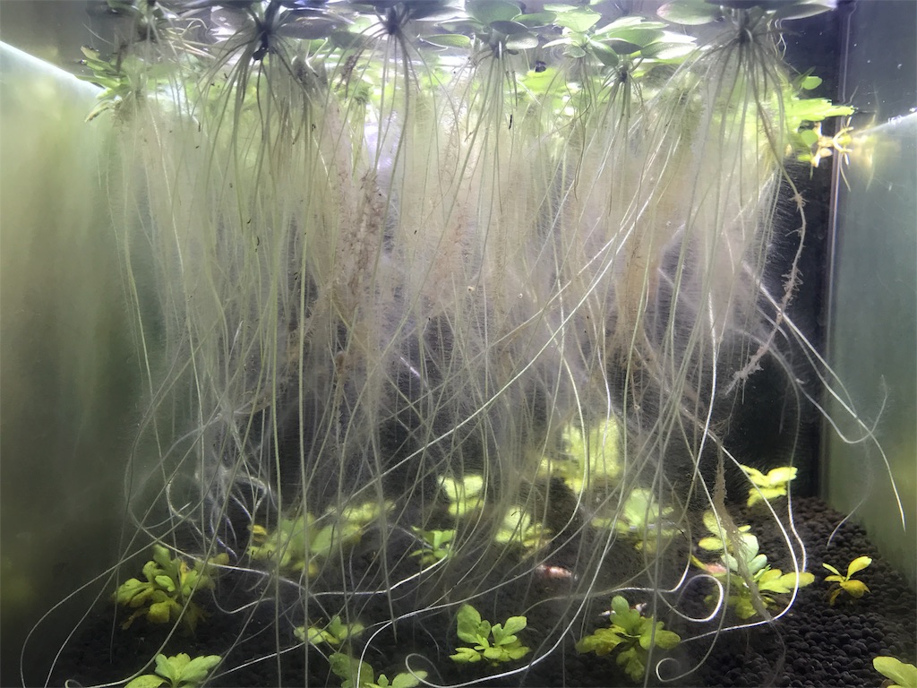 f:id:popopoppun:20180614203749j:image