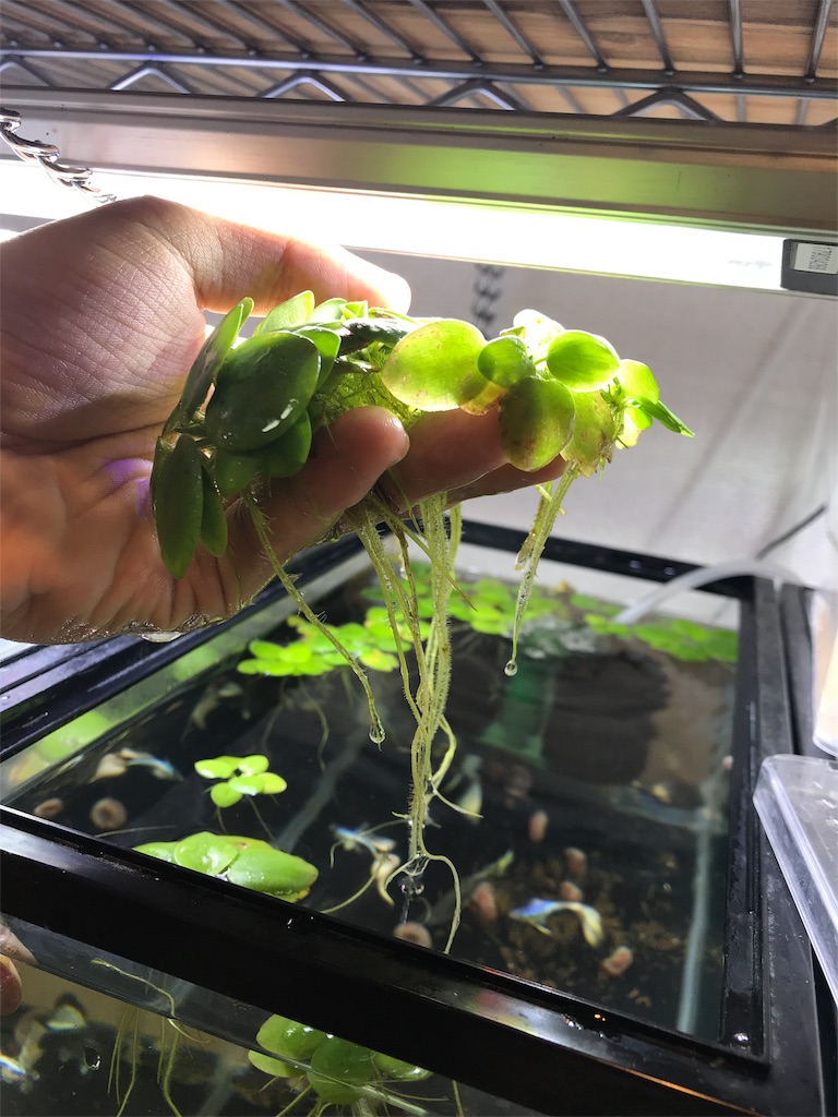 f:id:popopoppun:20180614204031j:image