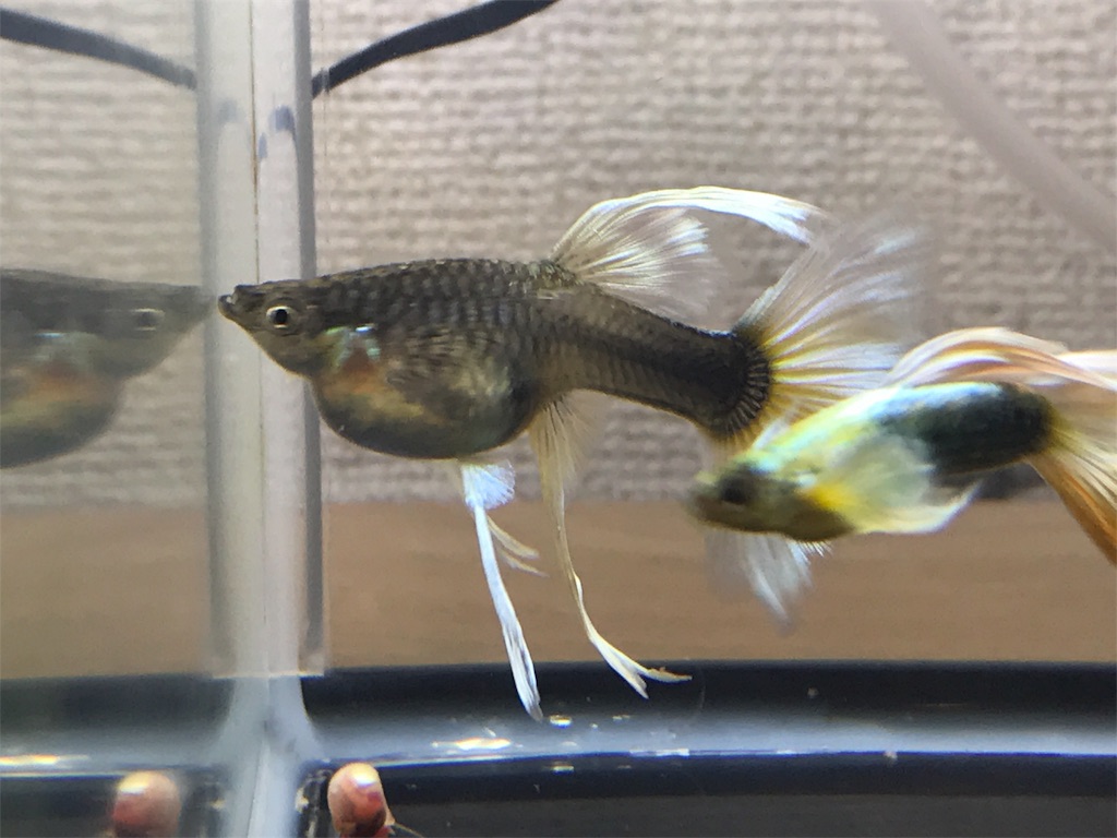 f:id:popopoppun:20180614204408j:image