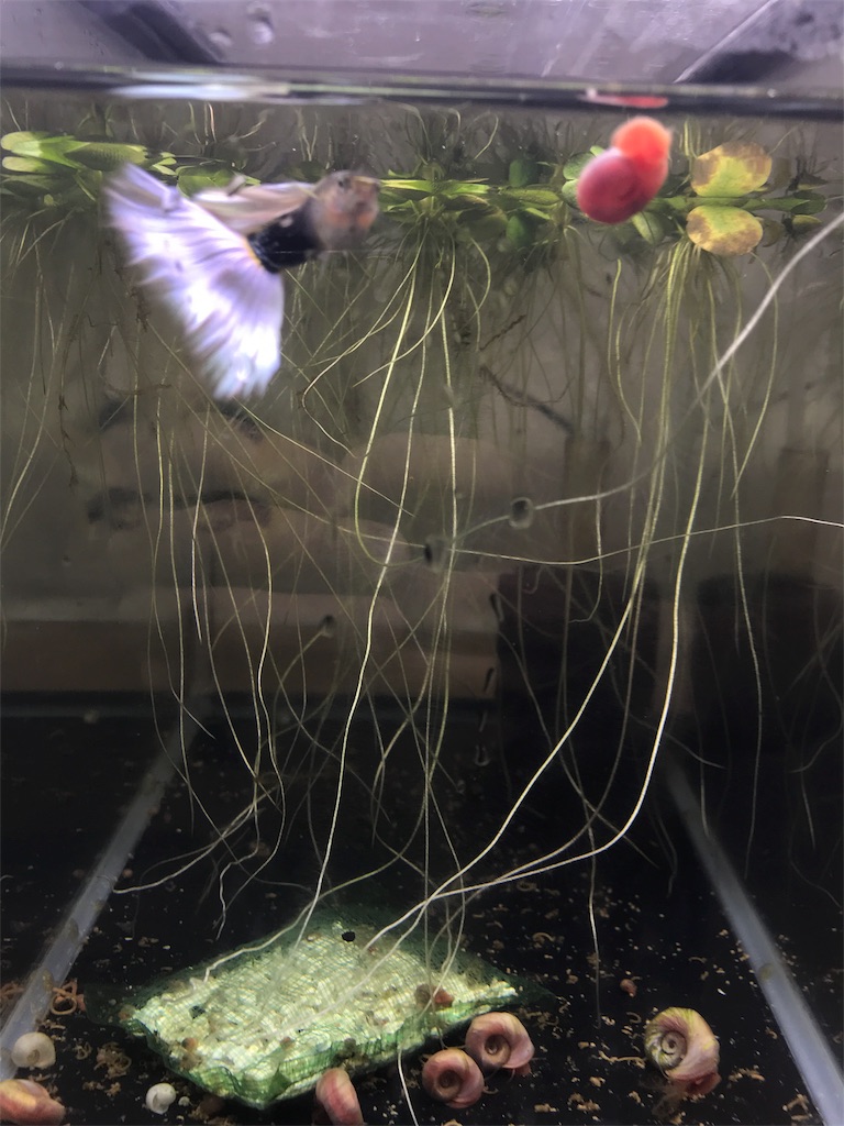 f:id:popopoppun:20180614204821j:image