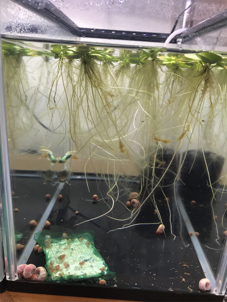 f:id:popopoppun:20180614204825j:image