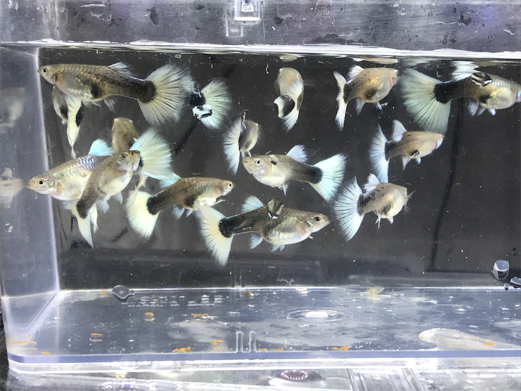 f:id:popopoppun:20180618201511j:image